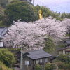 大宝寺の桜と黄金仏