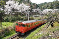 佐美の桜とタラコ列車