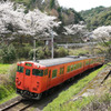 佐美の桜とタラコ列車