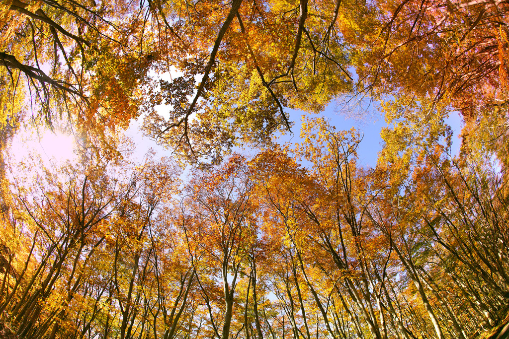 紅葉のブナの森