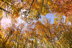 紅葉のブナの森