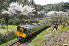 佐美の桜とスーパーまつかぜ