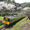 佐美の桜とスーパーまつかぜ