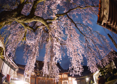 極楽寺の枝垂れ桜