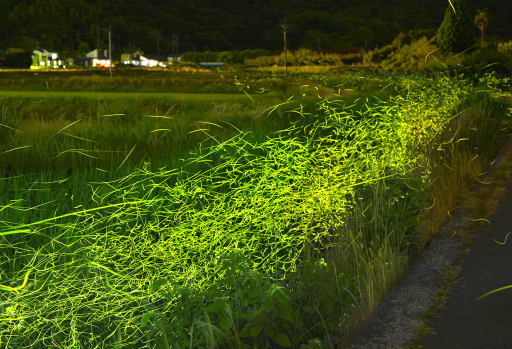ホタルの川