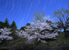 月夜の桜と昇る春の星座