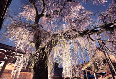 極楽寺の枝垂れ桜