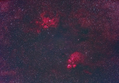 出目金・彼岸花星雲