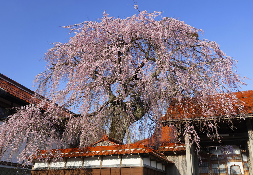 極楽寺の枝垂桜