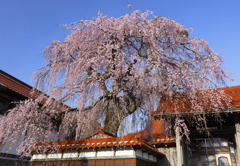 極楽寺の枝垂桜