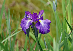 花菖蒲