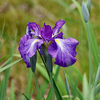 花菖蒲
