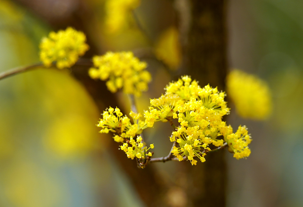 サンシュユの花