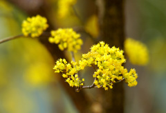 サンシュユの花
