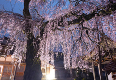 極楽寺のしだれ桜