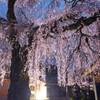 極楽寺のしだれ桜