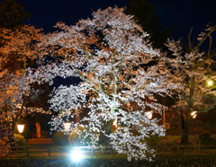 鹿野城の夜桜