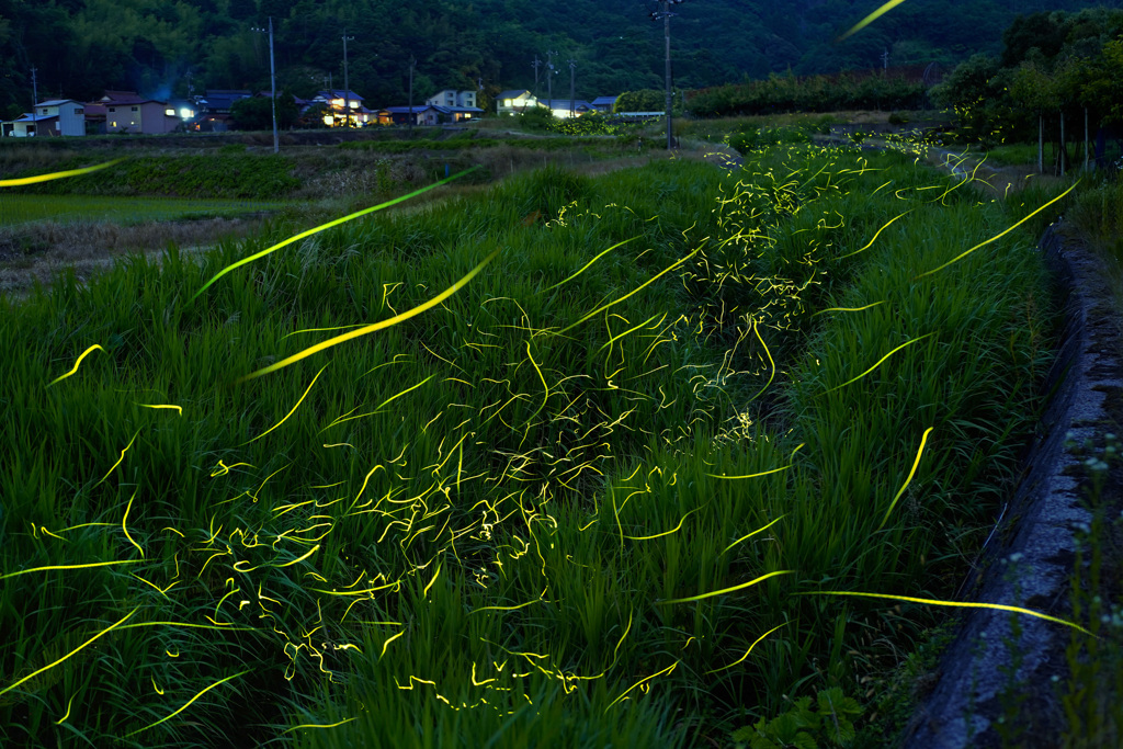 東郷の里のホタル