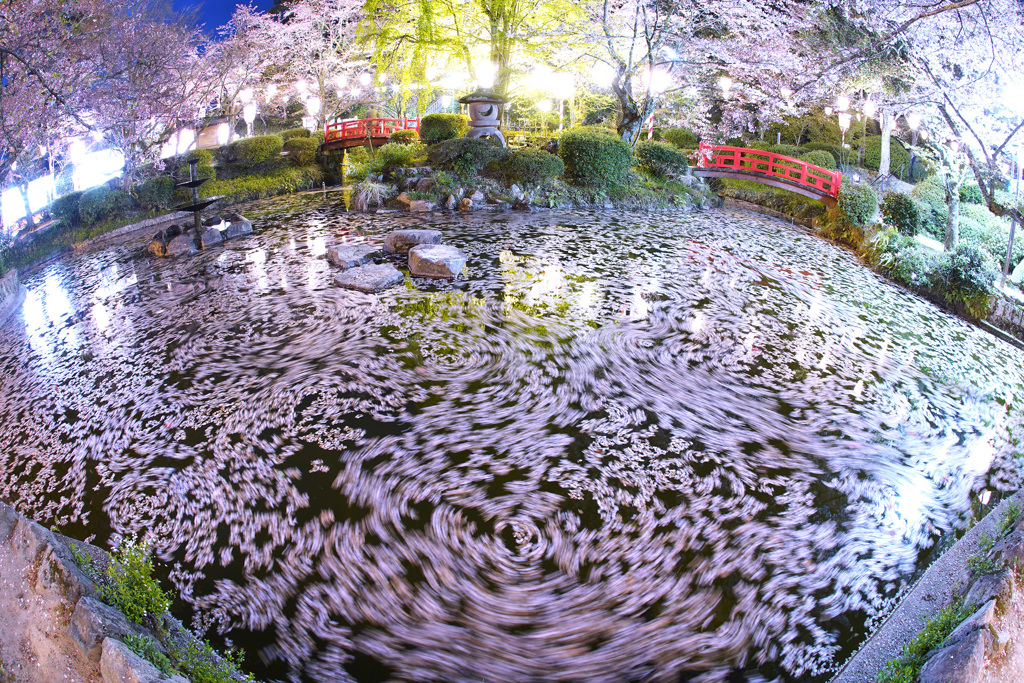 羽衣池に舞う桜