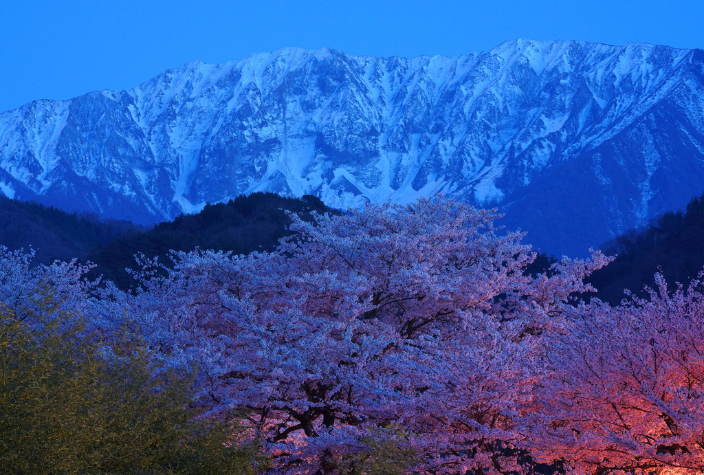 夕暮れ大山の桜