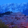 夕暮れ大山の桜