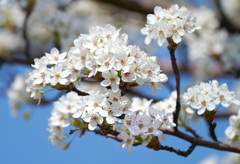 豆梨の花