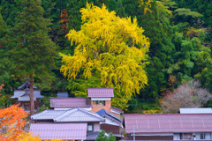 里山の秋