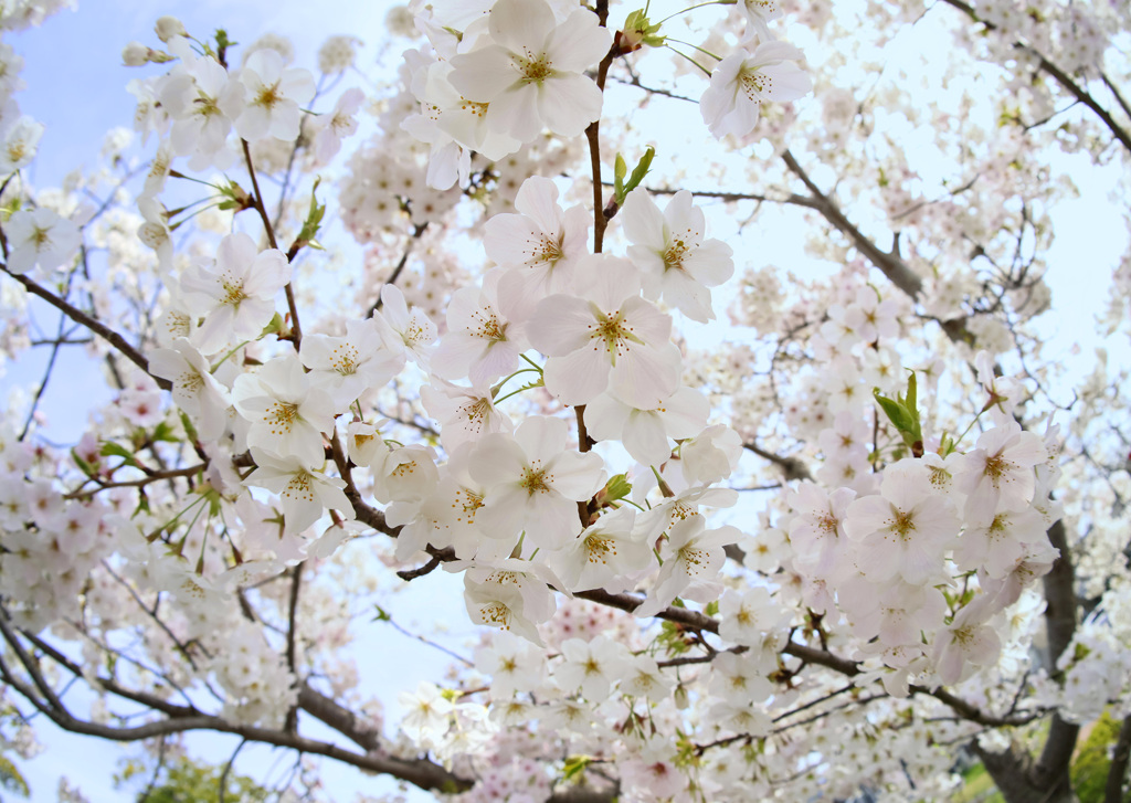 倉吉未来中心の桜