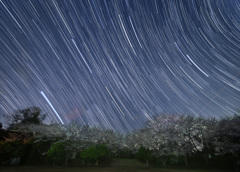 桜と沈む冬の星座