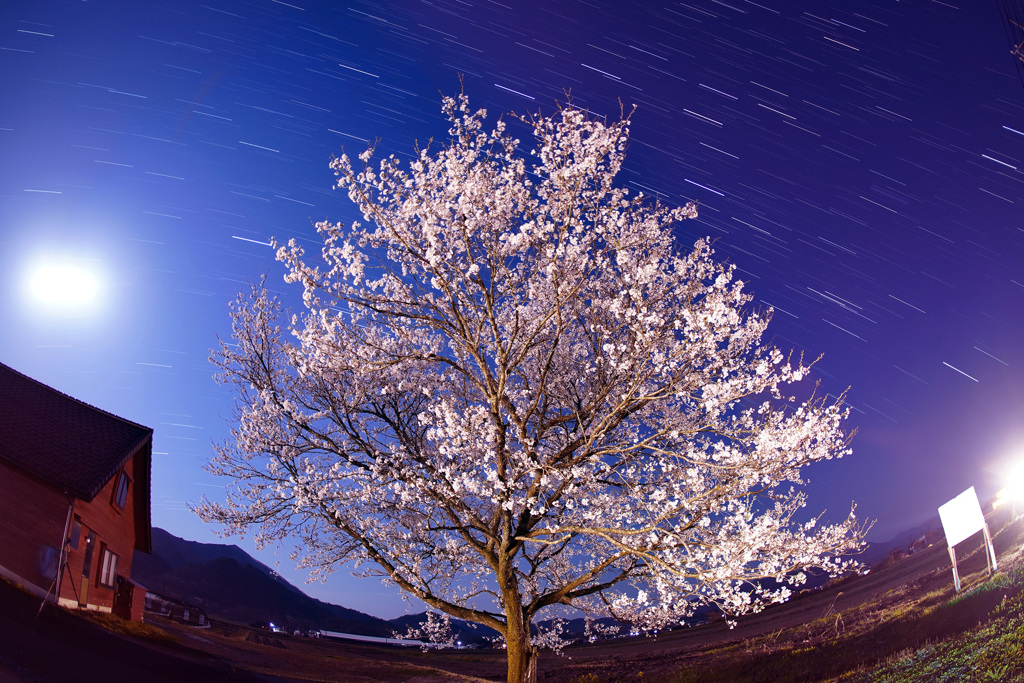 月夜の桜