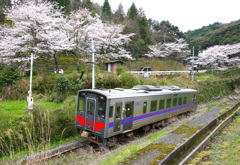 佐美の桜と普通列車