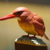 アカショウビン