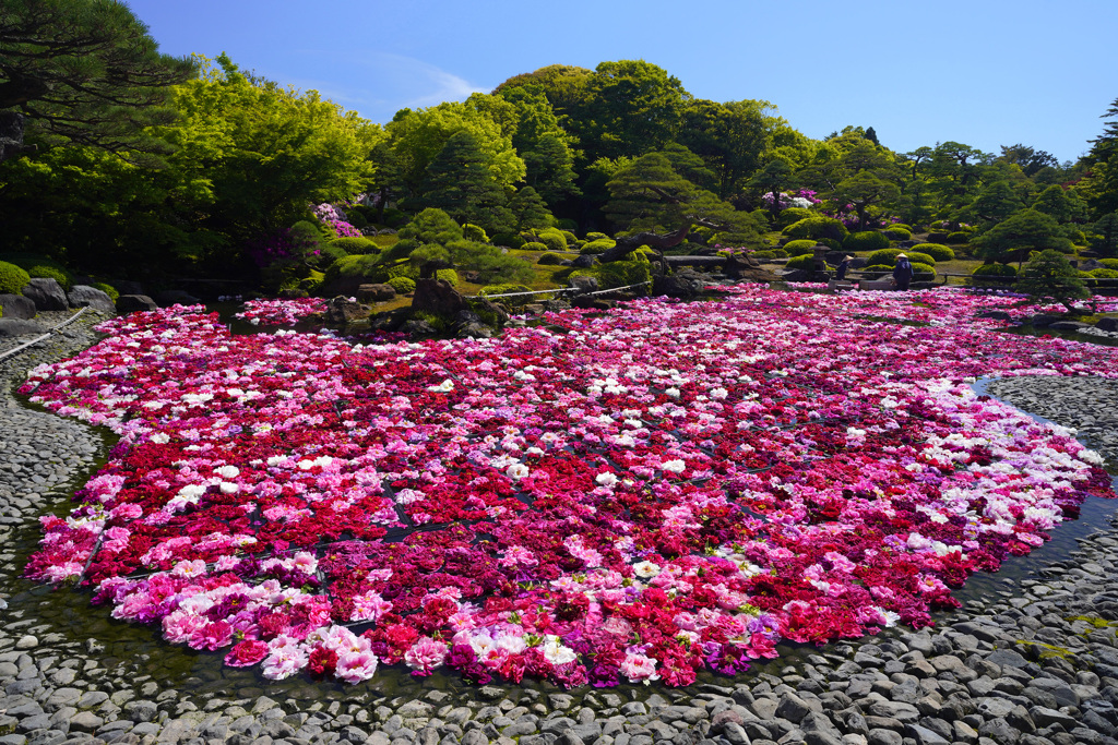 牡丹の池