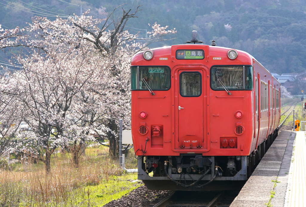 桜の大岩駅