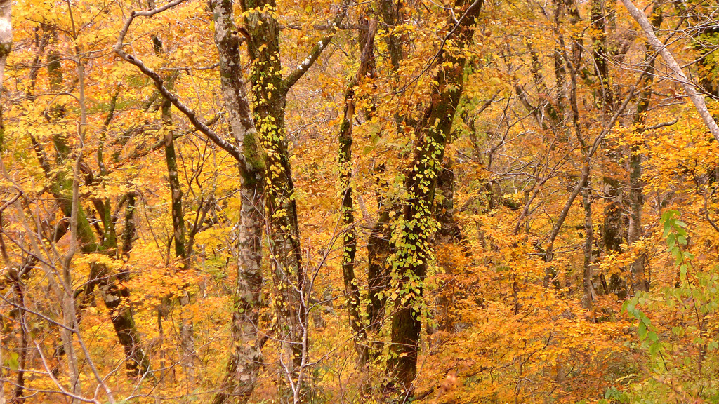 大山三ノ沢紅葉