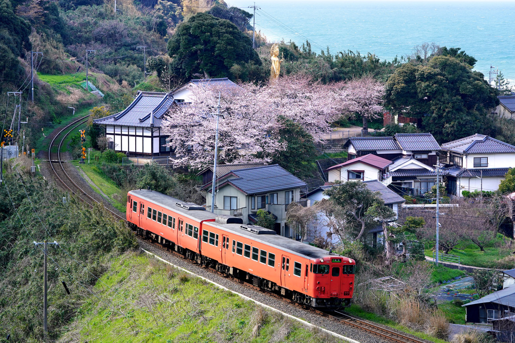 大宝寺の桜とタラコ列車