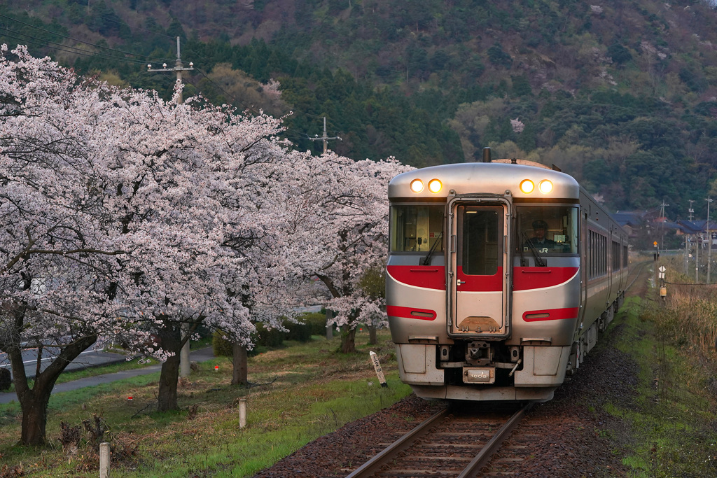 大岩駅の桜と特急はまかぜ