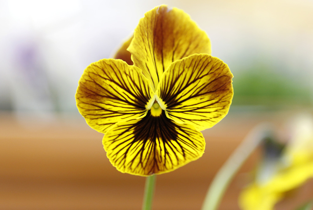 とっとり花回廊