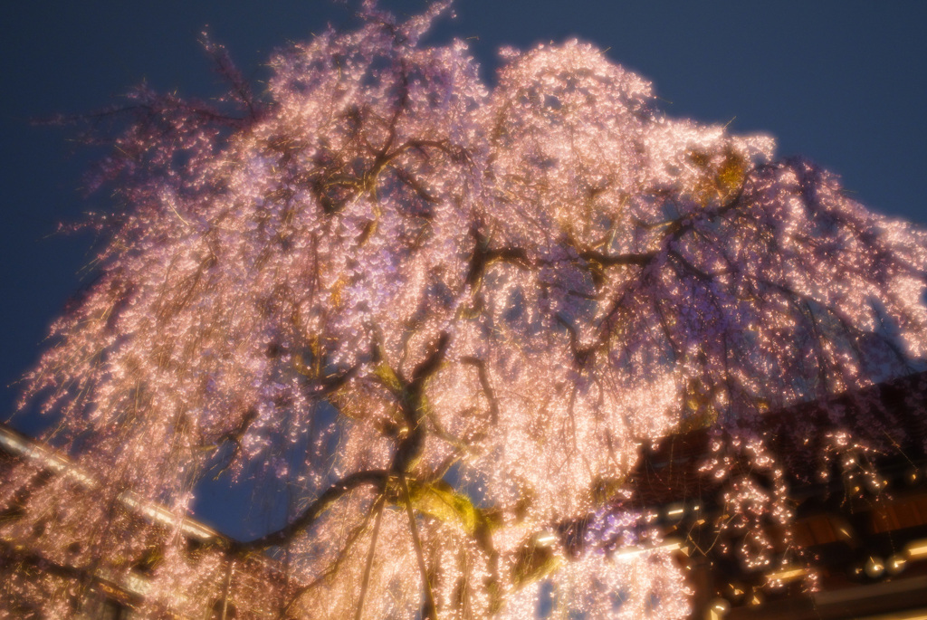 極楽寺の枝垂桜