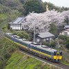 大宝寺の桜とスーパーまつかぜ