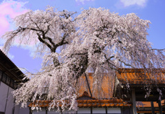 極楽寺のしだれ桜