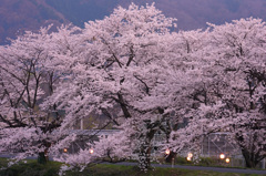 豊房の桜