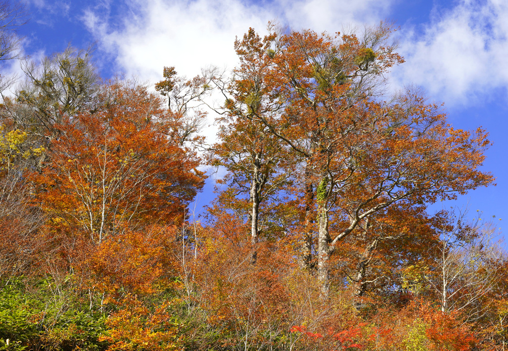 紅葉の裏大山