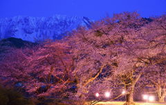大山と豊房の夜桜