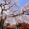 極楽寺のしだれ桜