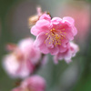 紅梅
