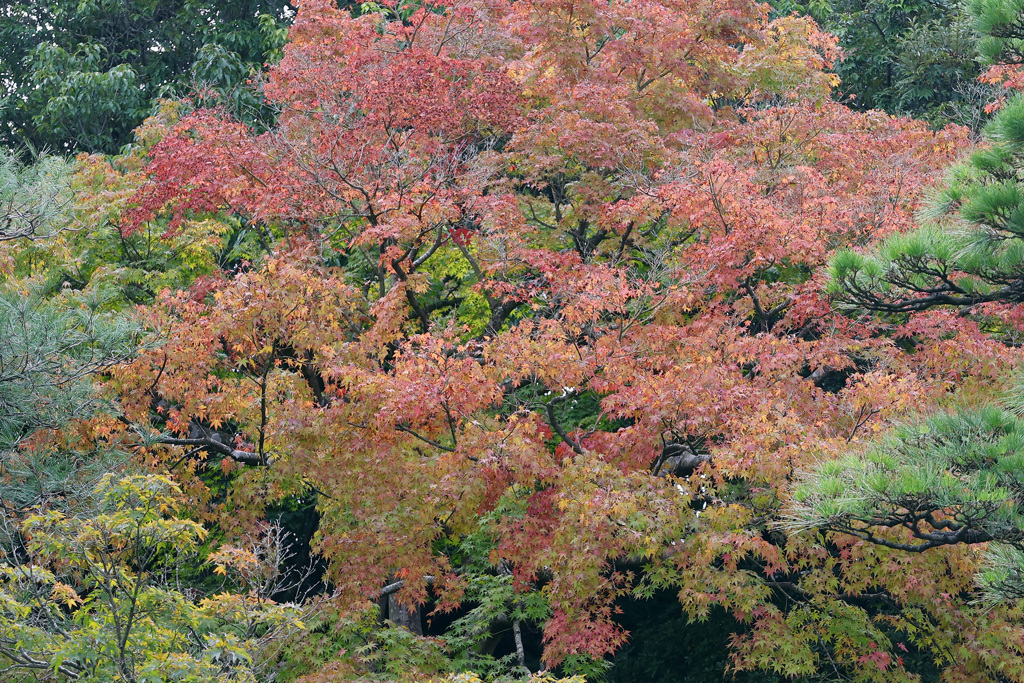 紅葉の由志園