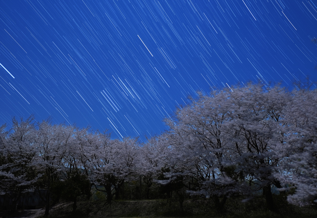 月夜の桜とオリオン座