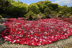 由志園の池泉牡丹