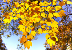 大山紅葉の森